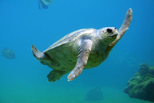 Kan een schildpad trucjes leren? Verrassend slimme reptielen
