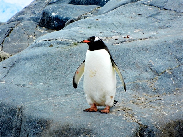 Kunnen pinguïns achteruit lopen? Dit is wat we weten